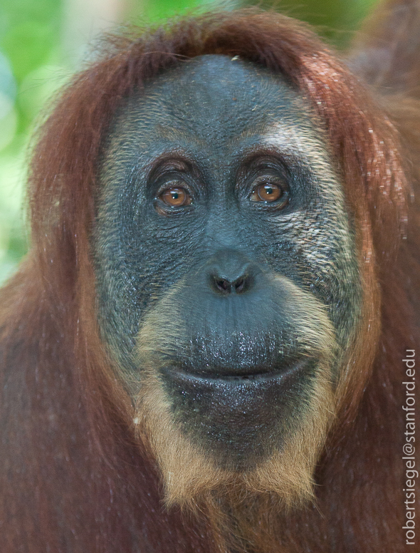 sumatra2012